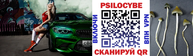 как найти   Почеп  Псилоцибиновые грибы Psilocybe 